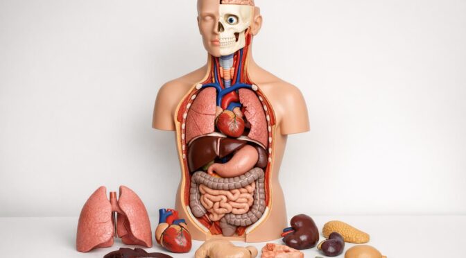Modele anatomiczne: praktyczny przewodnik po narzędziach do dokładnej nauki struktur ludzkiego ciała